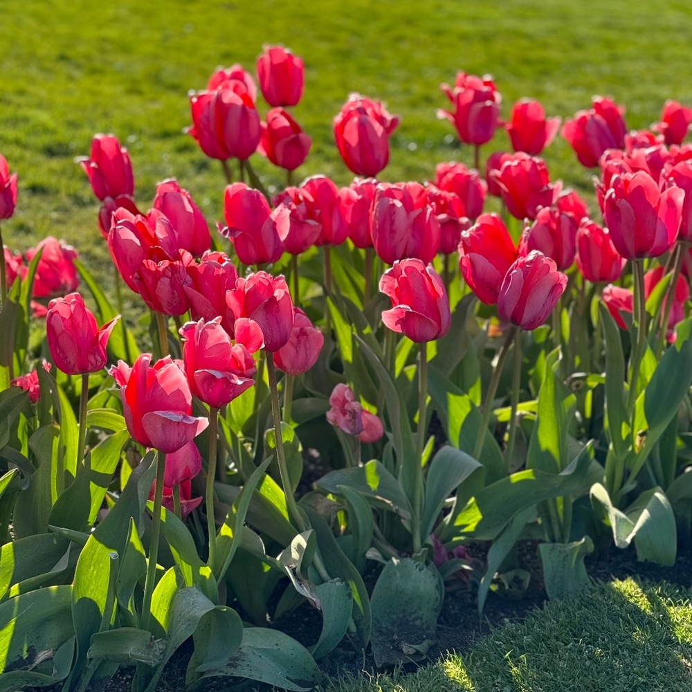 Meet your Posher, TruePep!